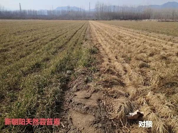 小麥拌種選新朝陽(yáng)天然蕓苔素,讓小麥高產(chǎn)贏在起跑線上!(小麥在什么時(shí)候用蕓苔素效果最佳)