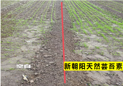 小麥拌種選新朝陽(yáng)天然蕓苔素,讓小麥高產(chǎn)贏在起跑線上!(小麥在什么時(shí)候用蕓苔素效果最佳)