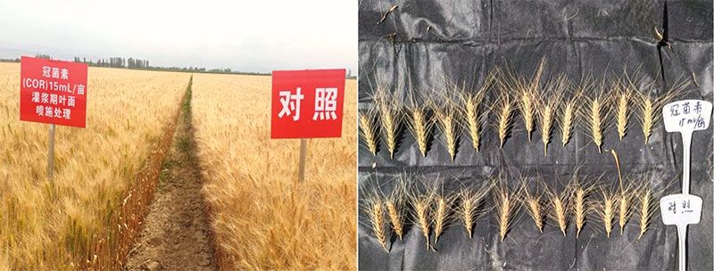 新型生物調(diào)節(jié)劑冠菌素助力新疆農(nóng)業(yè)再添新動(dòng)能